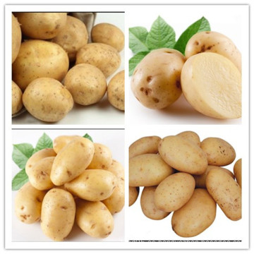 Venta al por mayor de China Cosecha de patatas frescas de alta calidad